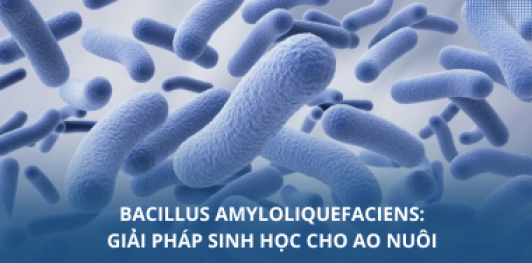 Bacillus amyloliquefaciens: Giải pháp sinh học cho ao nuôi